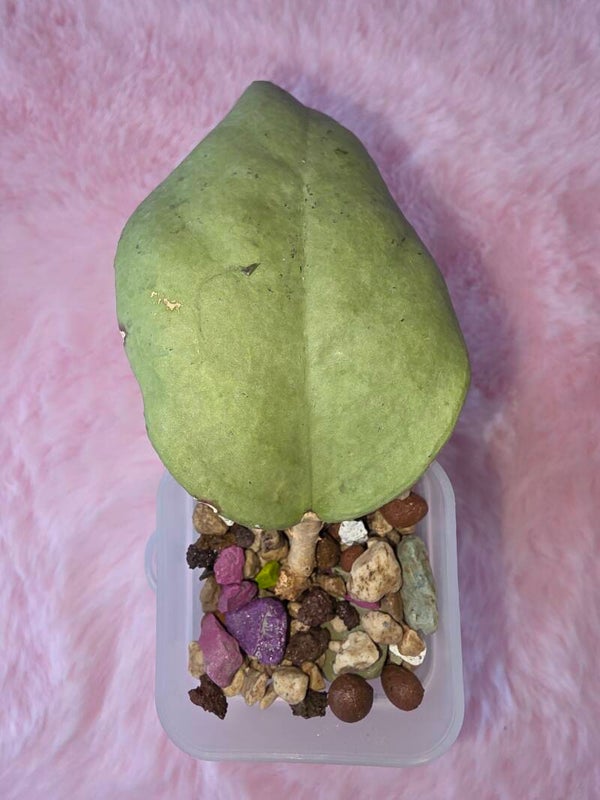 Hoya Menak Sopal Silver