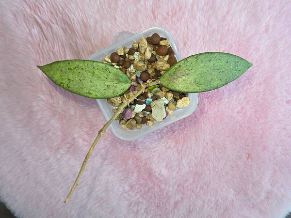 Hoya Snow Cui Silver