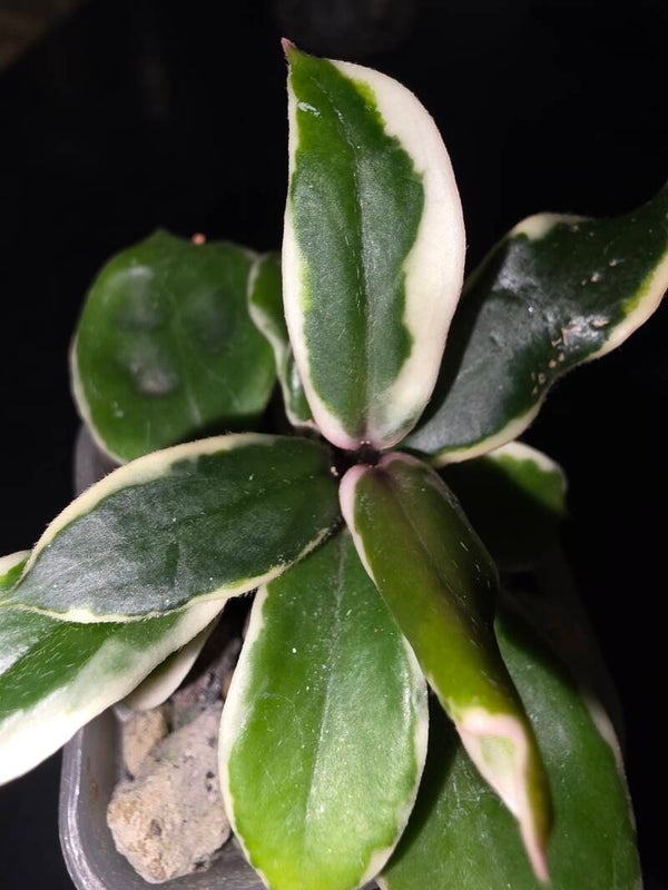 Hoya carnosa Holliana outer variegata Albo Pflanze