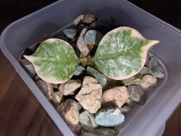 Hoya curtisii outer variegata Albo