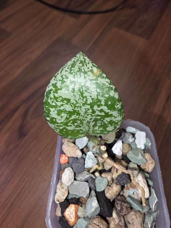💚 Hoya lacunosa "Sweet Love" Herzblätter 💚