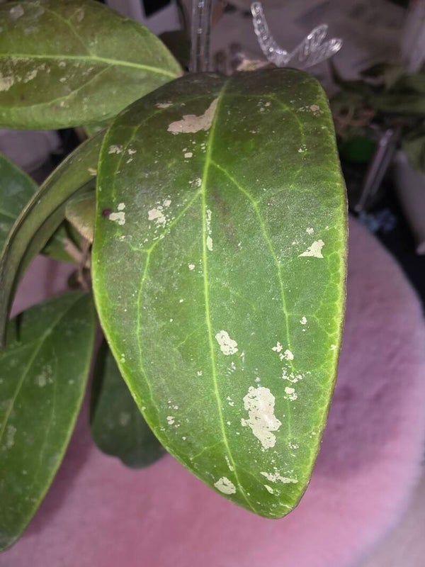 Hoya rinzii Borneo Silver Splash Mutterpflanze