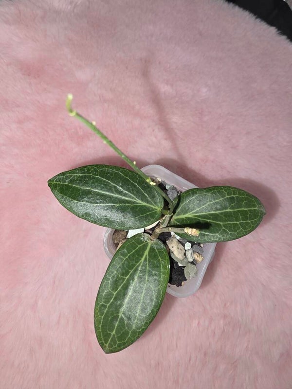 Hoya fitchii bewurzelt und austreibend