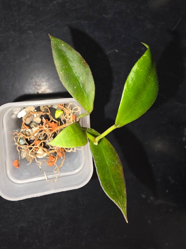 Hoya walliniana