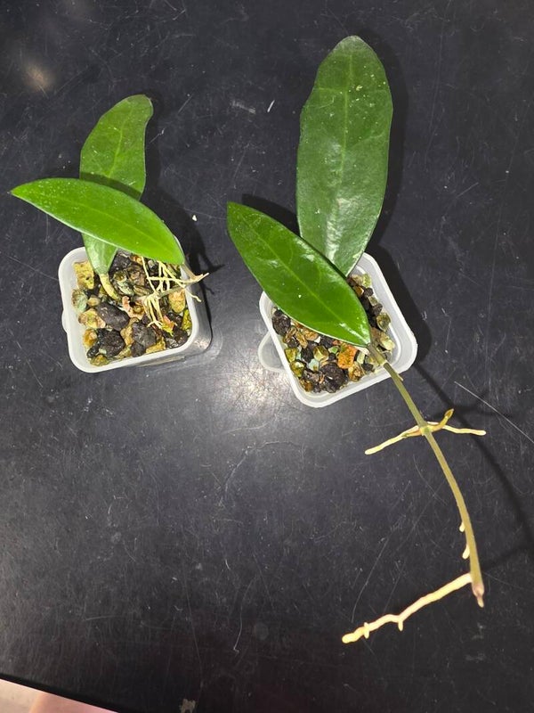 Hoya " Linh " Hybrid ( MB 001 x davidcummingii )