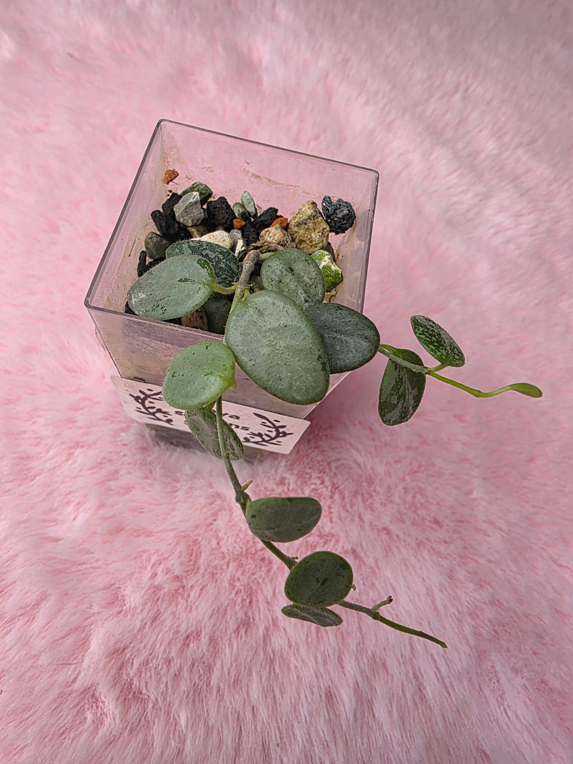 Hoya serpens Silver unbewurzelter Steckling