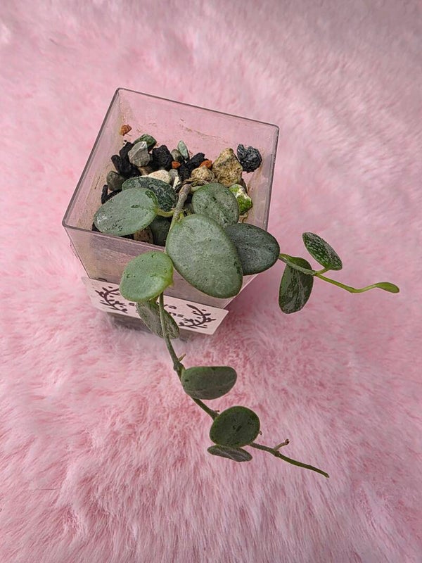 Hoya serpens Silver unbewurzelter Steckling