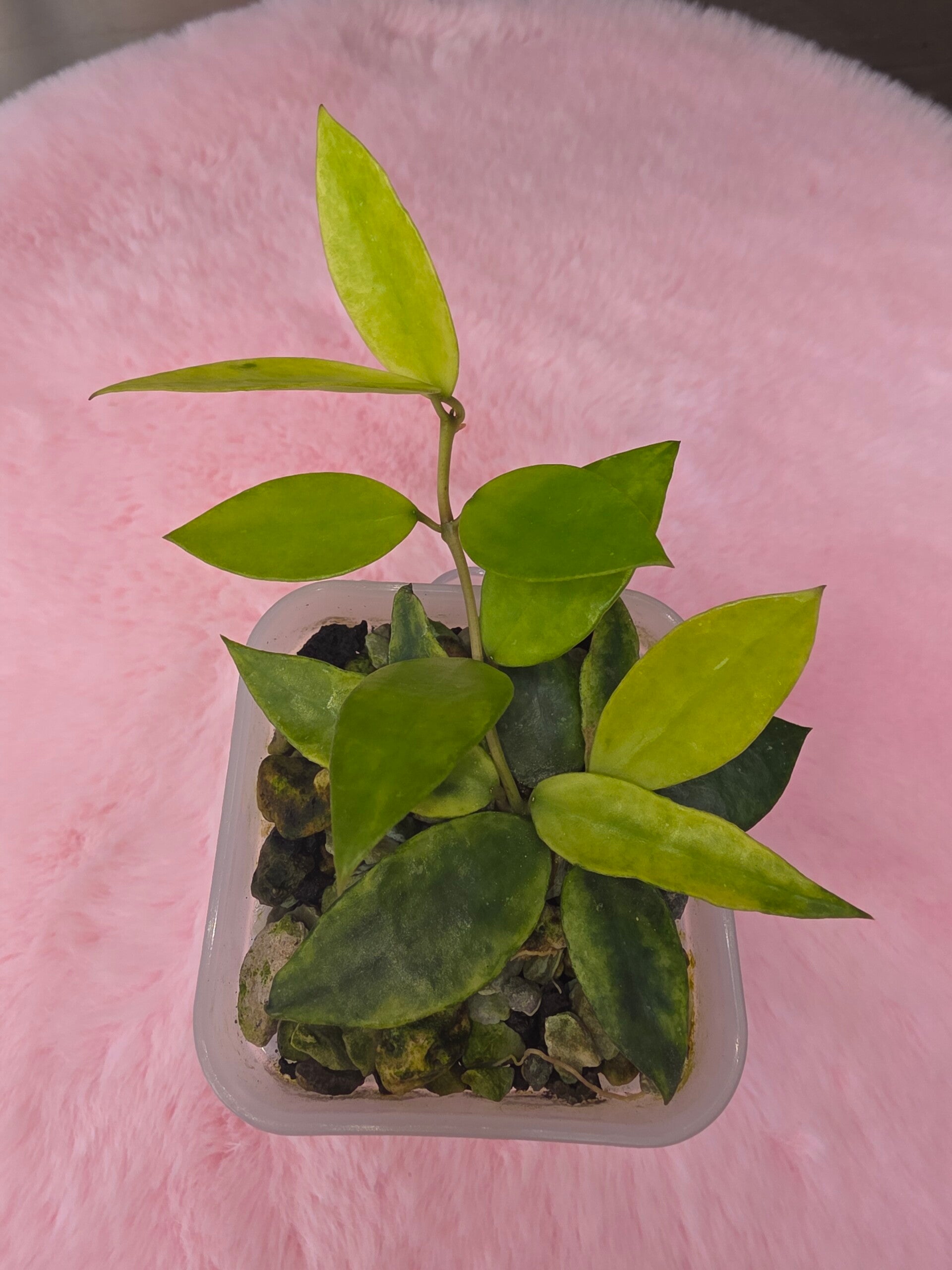 Hoya lacunosa Gold Lunar
