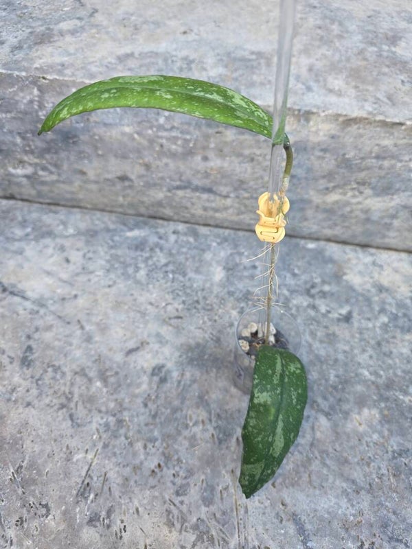🌿 Hoya Sp. North Sumatra High Splash Silver sehr seltener Ableger