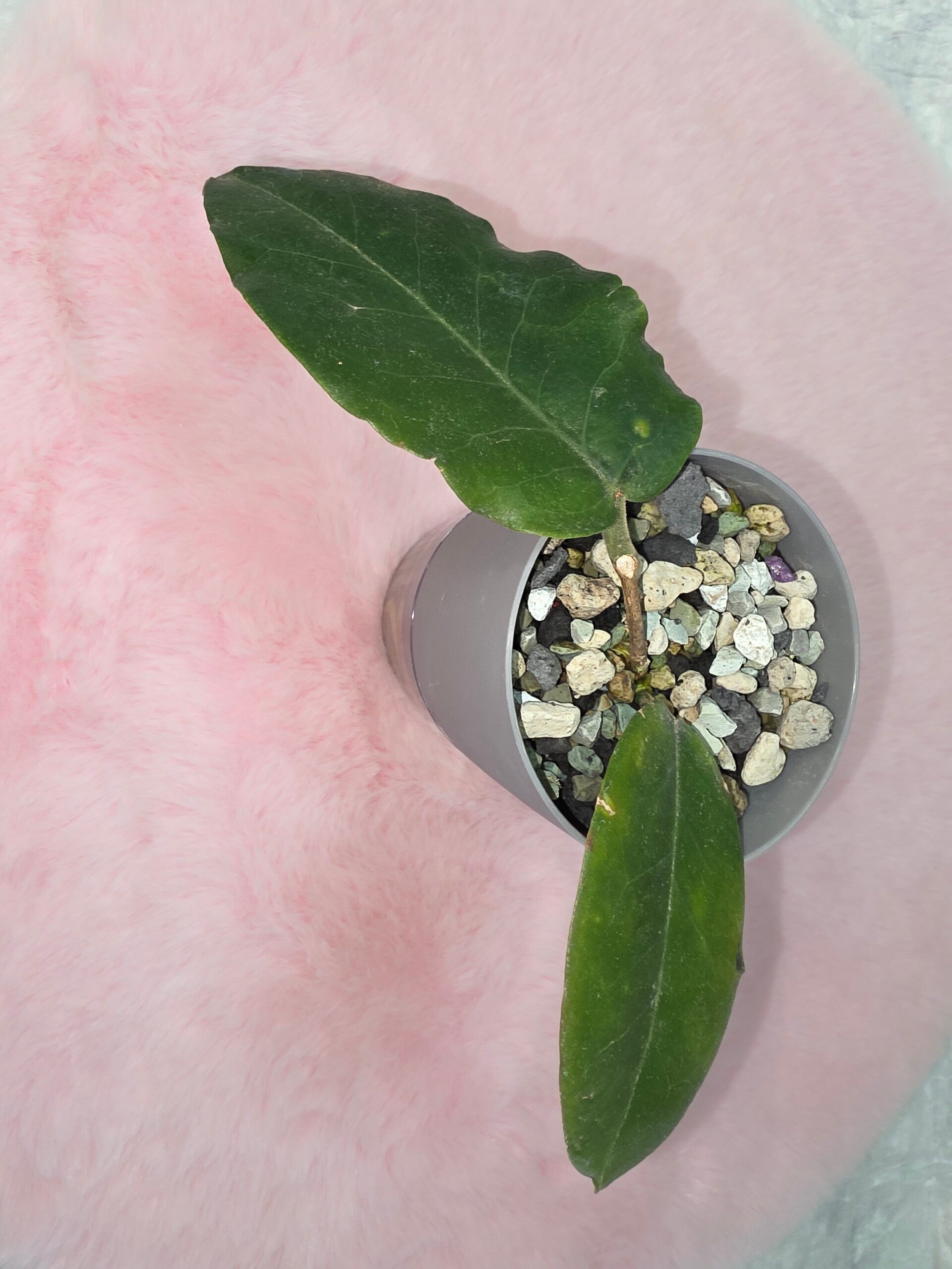 Hoya versteegii bewurzelt