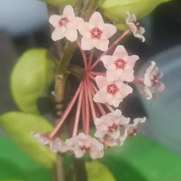 Hoya mathilde Splash