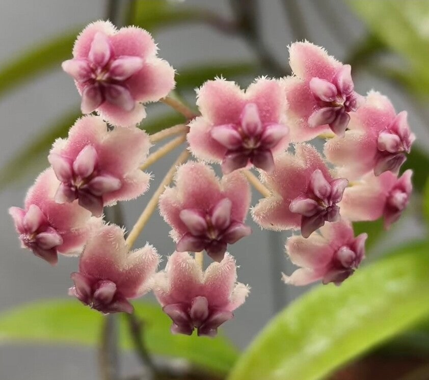 Hoya Hybrid sulawesiana x verticillata (ex pallida)