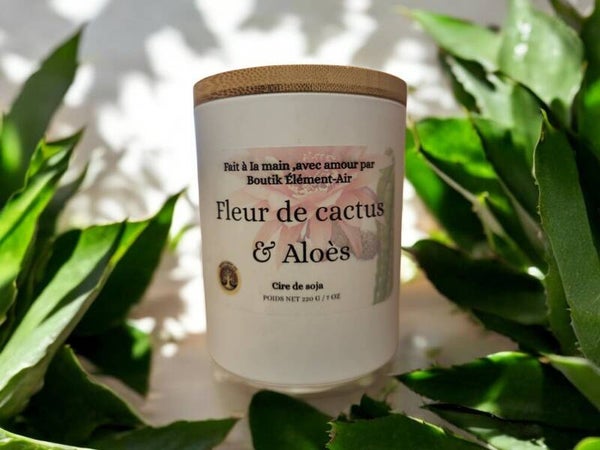 Fleur de cactus & aloès