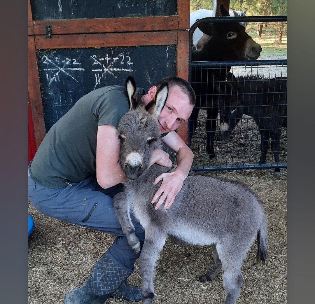 Gallery Arden Pines Miniauture Donkeys gallery-arden-pines-miniauture-donkeys