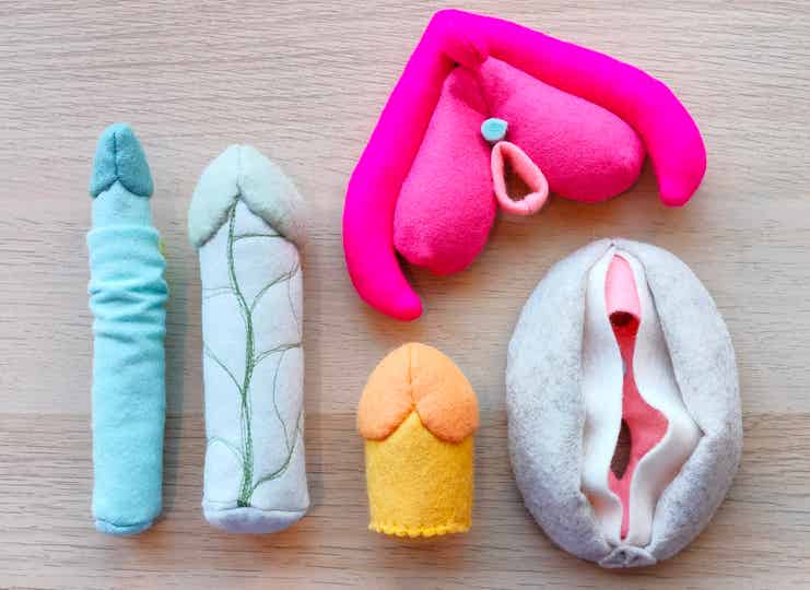 volledige set educatief materiaal (seksuele opvoeding) vulva en penissen
