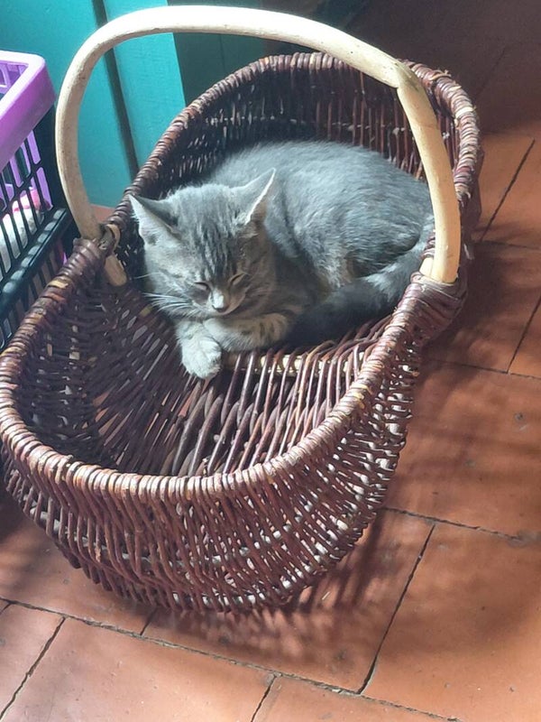 Franse oogstmand (zonder poes)