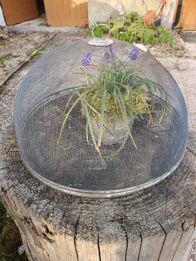 Vintage gaascloche