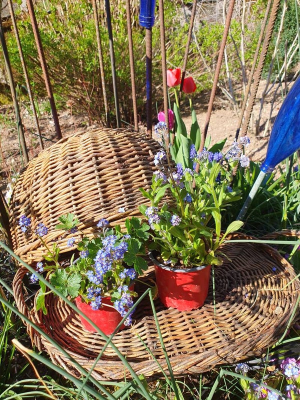 Rieten cloche met plateau