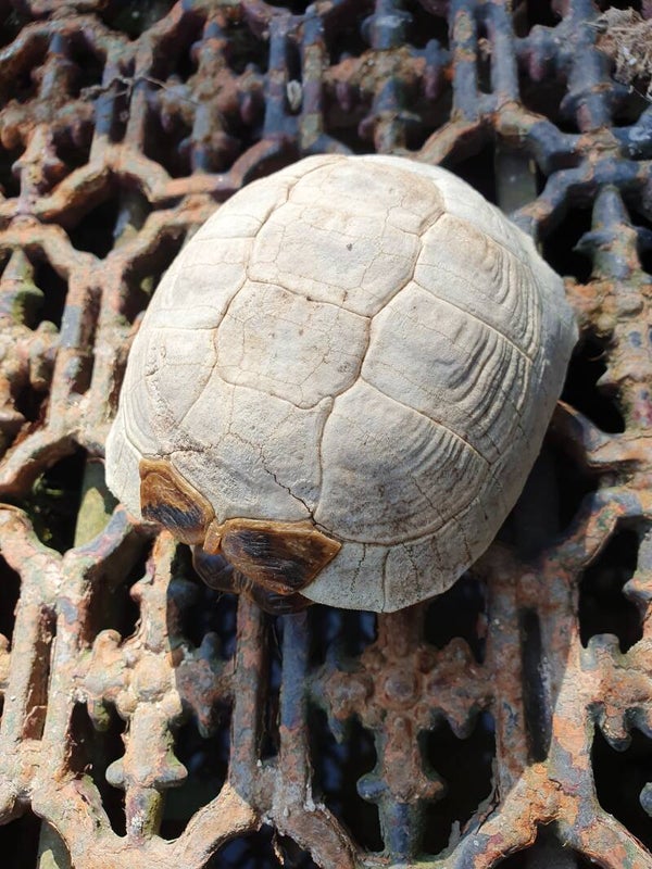 Oud schildpad schild