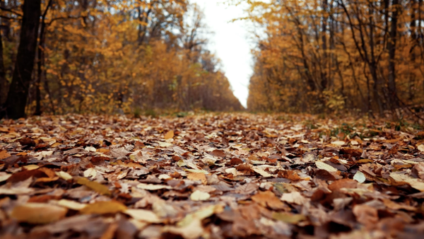 BLESSED ARE THOSE WHO MOURN FOR THEY SHALL BE COMFORTED | Grief Support Group - Virtual