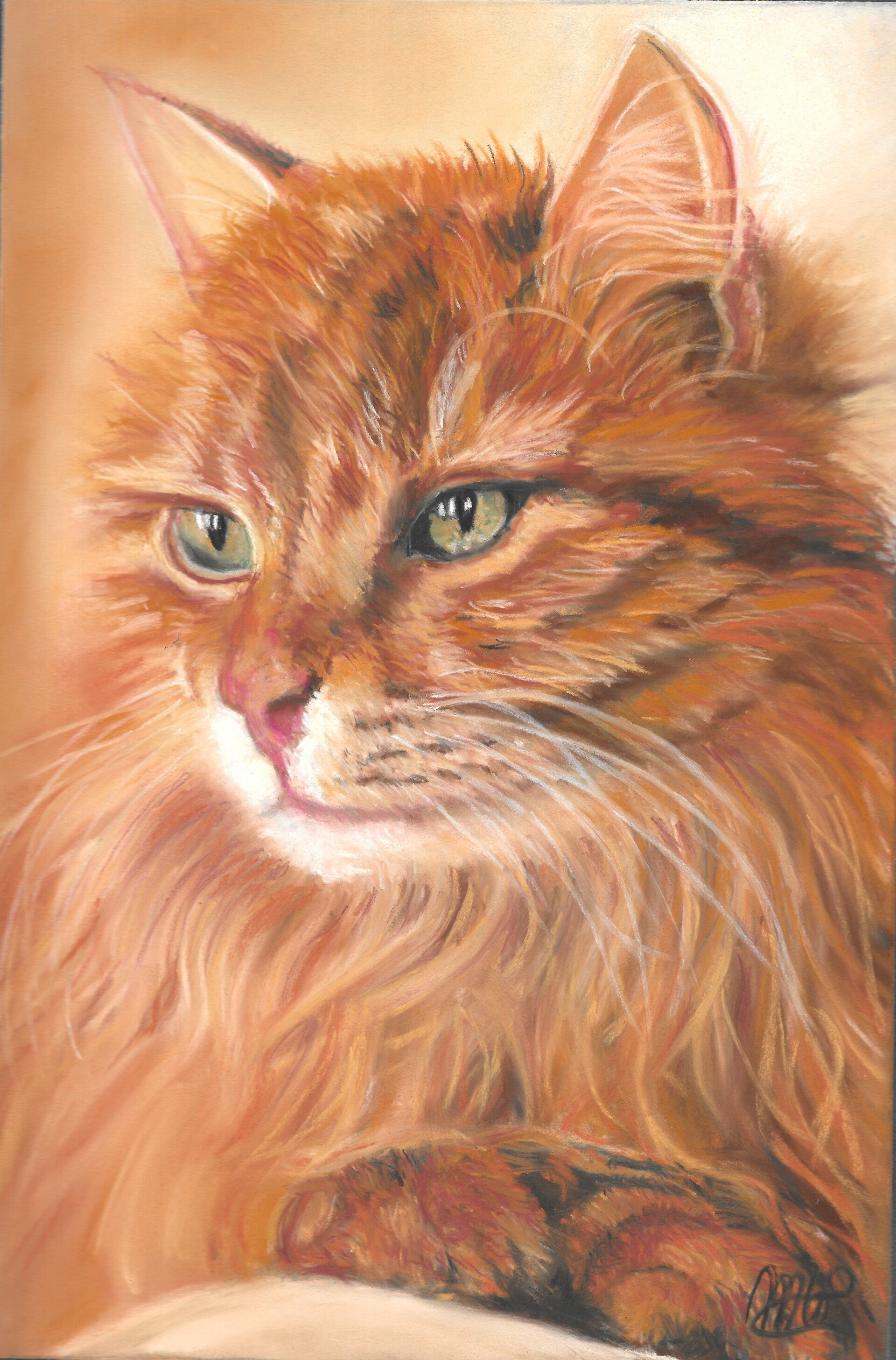 Fluffy Gingercat