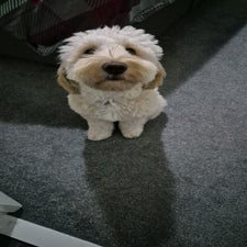dolly-1-standard.jpg