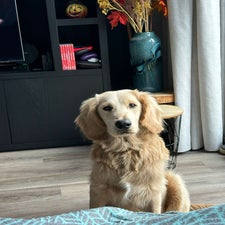 sully-standard.jpg