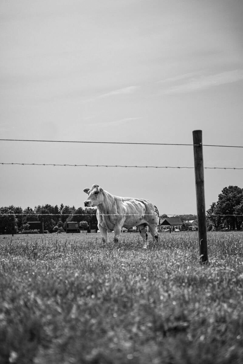 img_5852-standard-tz7mn2.jpg