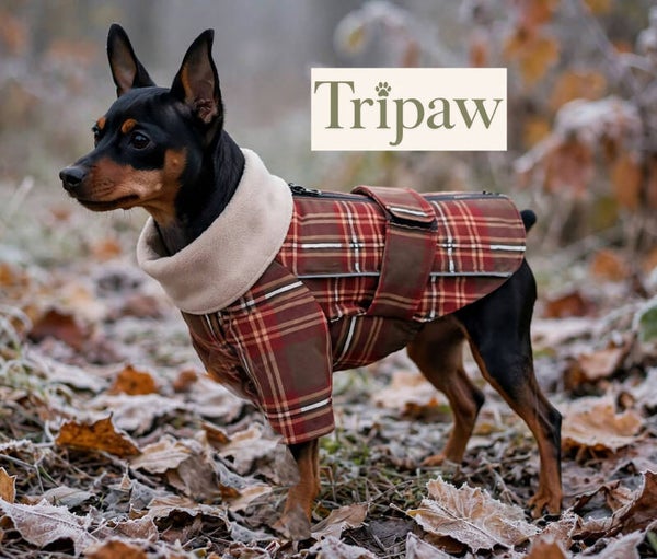 Right Leg Amputated Tartan Coat - Small Dog