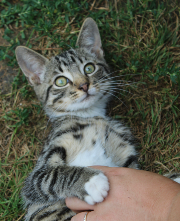 Moustik