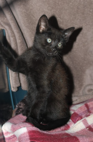 Baloo