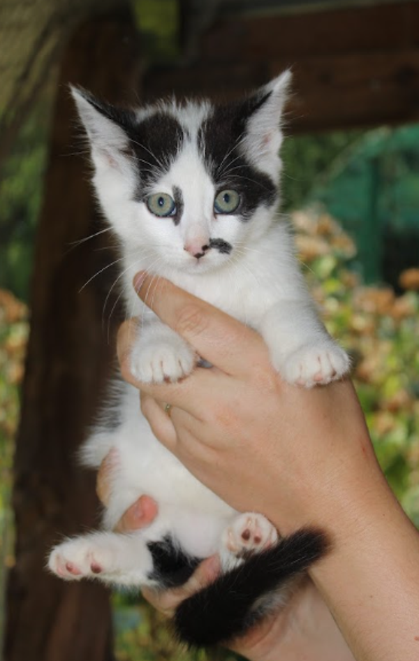 Berlioz