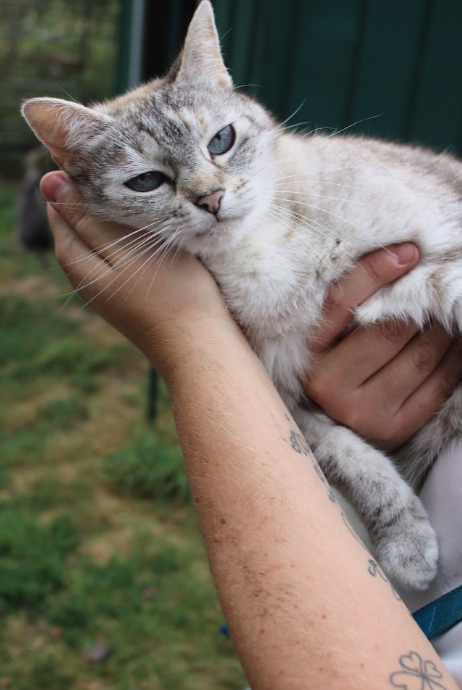Kitty