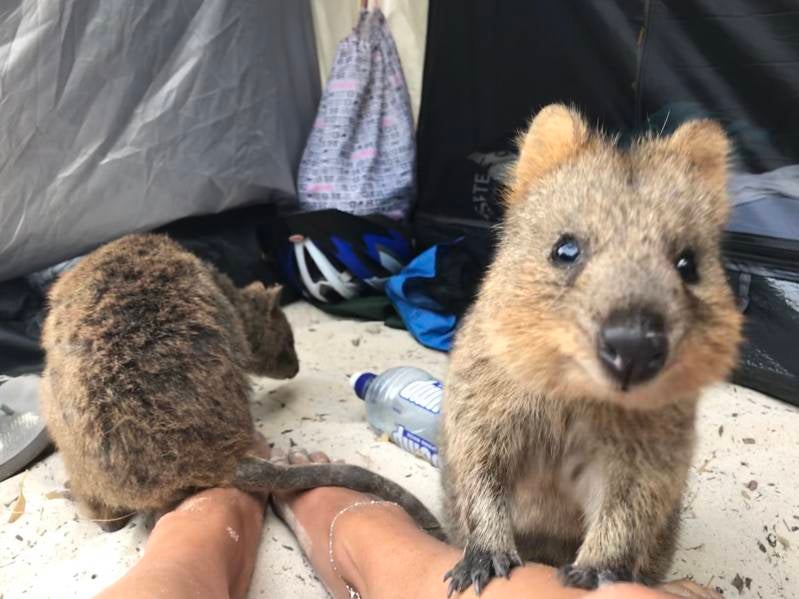 Brutale Quokka