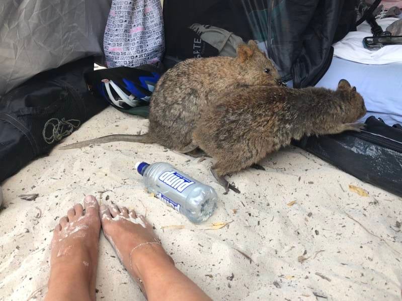Brutale Quokka