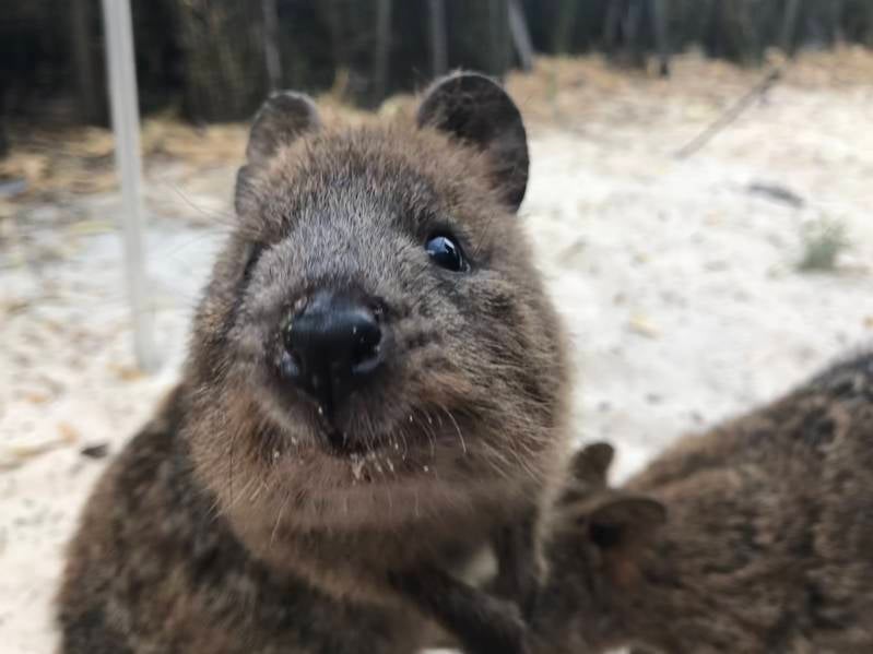 Brutale schattige Quokka