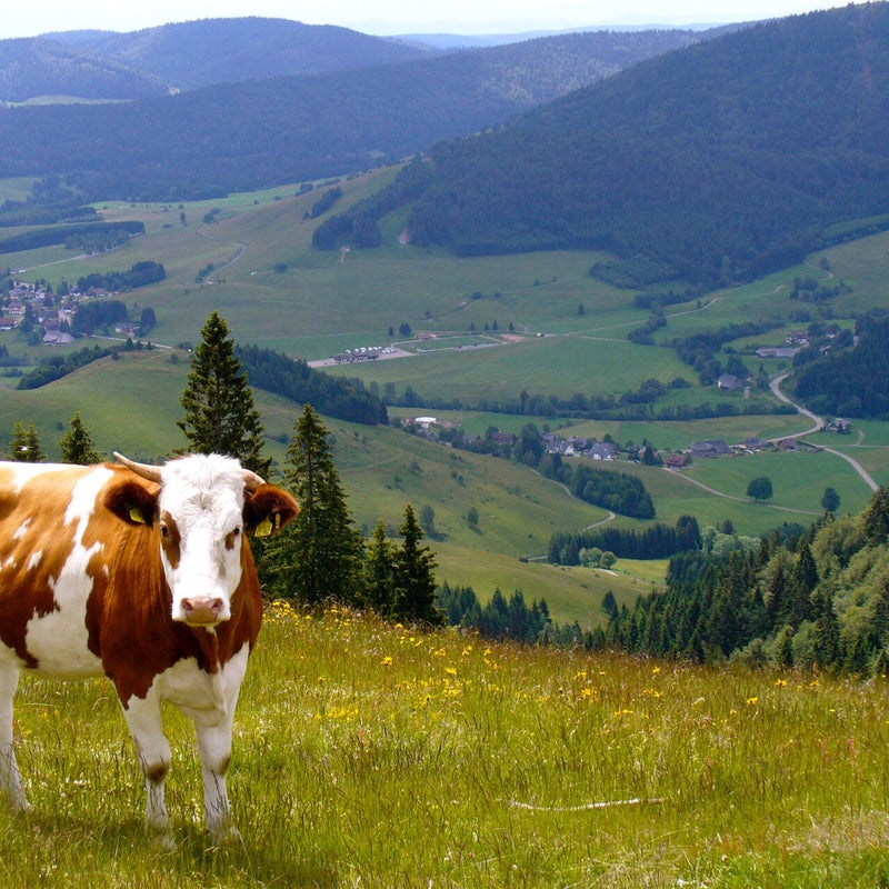 Bernau im Schwarzwald