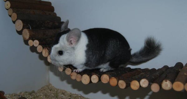 Extra lange wilgenbrug