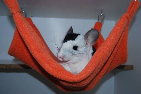 Oranje hangmat - PROMOTIE