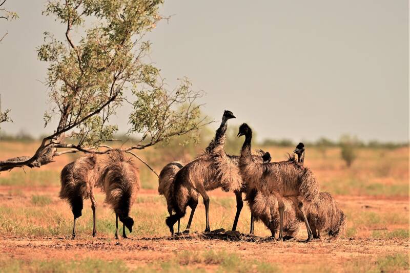 emu-family-standard.jpg
