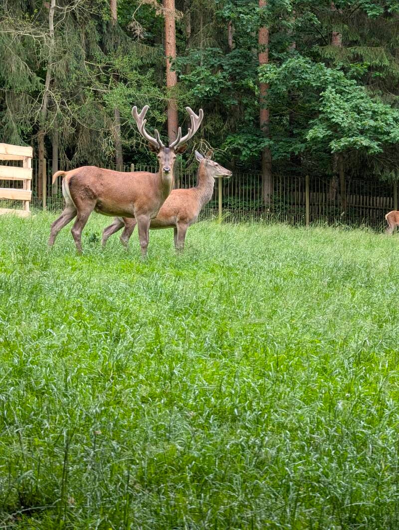 Wildtiere im Wildpark in Gera