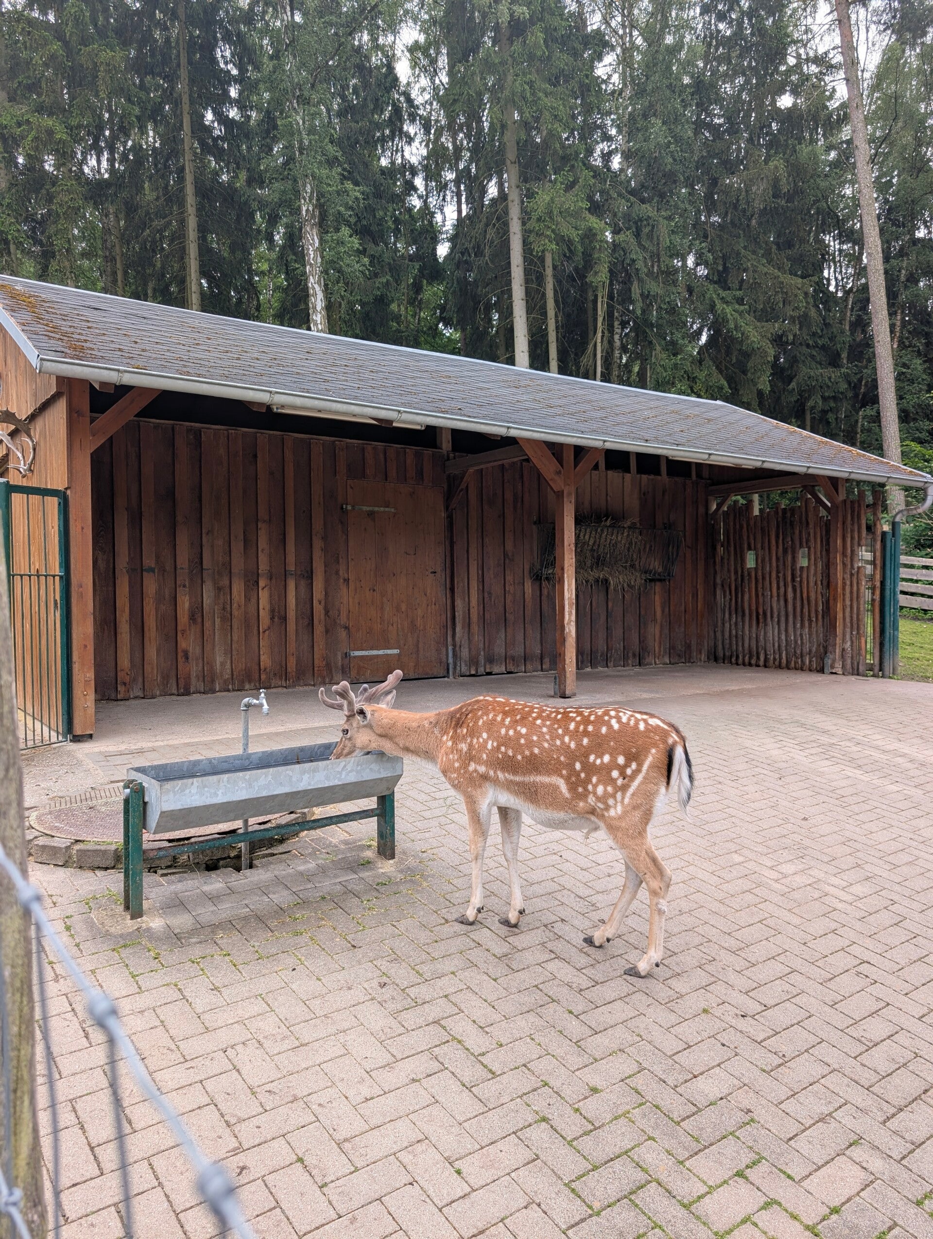Damwild