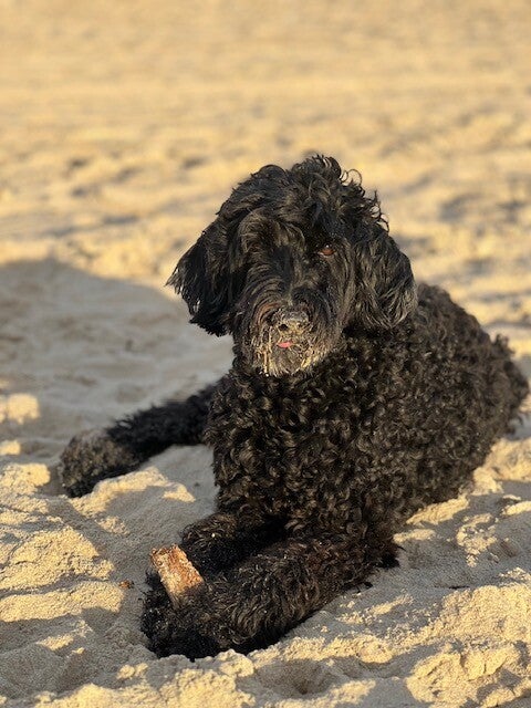Mijn eigen oude zwarte Labradoodle  dame genietend van de zon