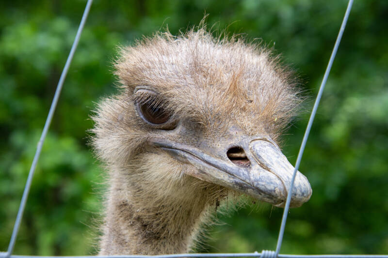 Zotter Essbarer Tiergarten