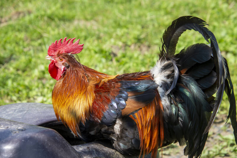 Zotter Essbarer Tiergarten