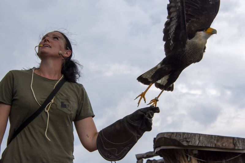 Greifvogelwarte Riegersburg