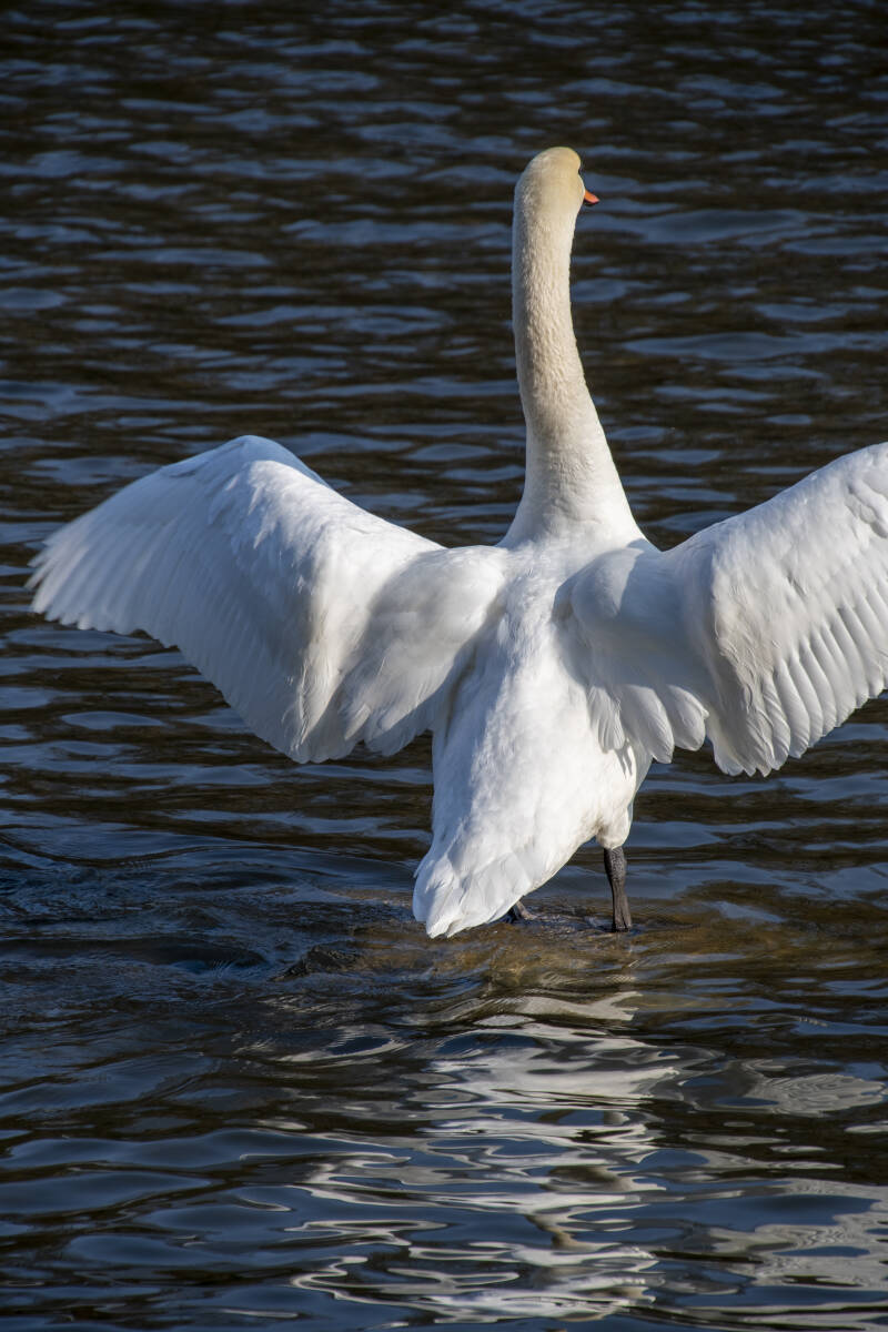 Schiffsmühle Mureck