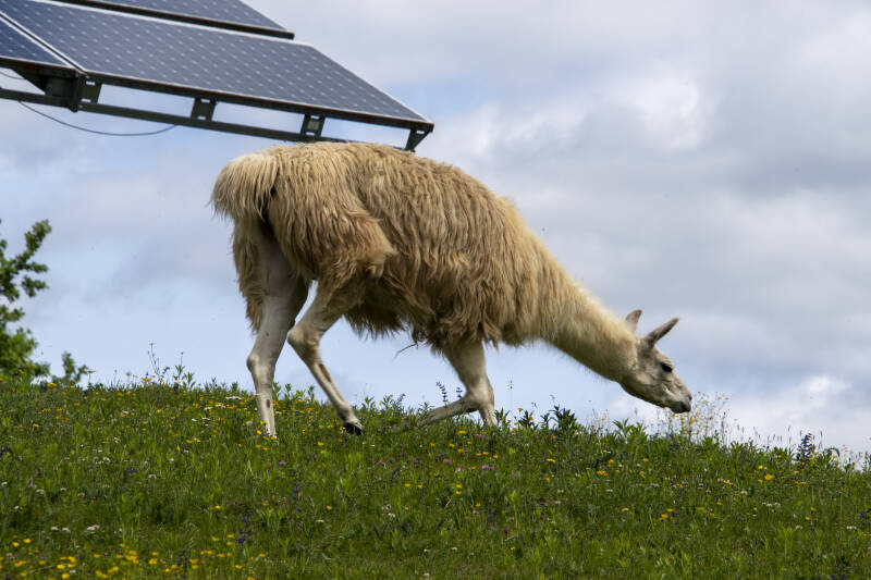 Zotter Essbarer Tiergarten