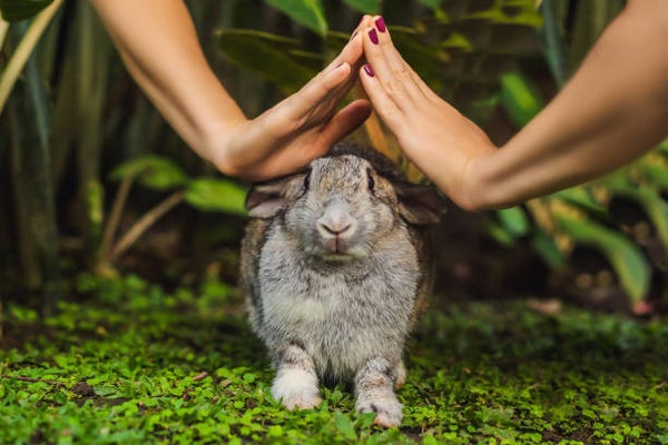 Méditation créative : café, plantes et présence animale