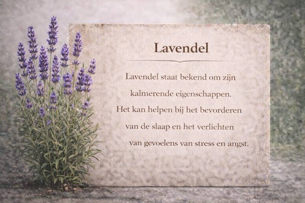 Lavendel